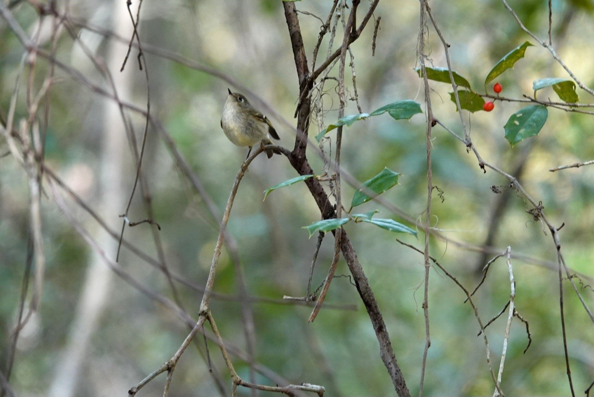 Рубиноголовый королёк - ML647866878