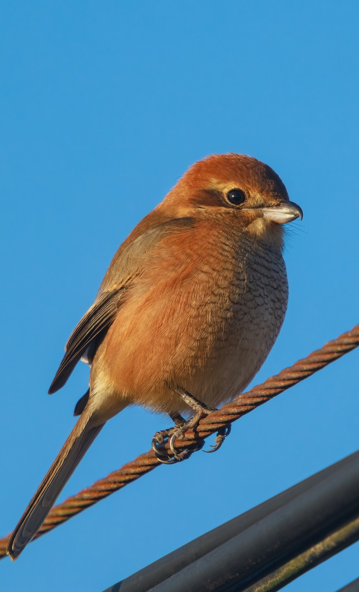 Японский сорокопут - ML647866880