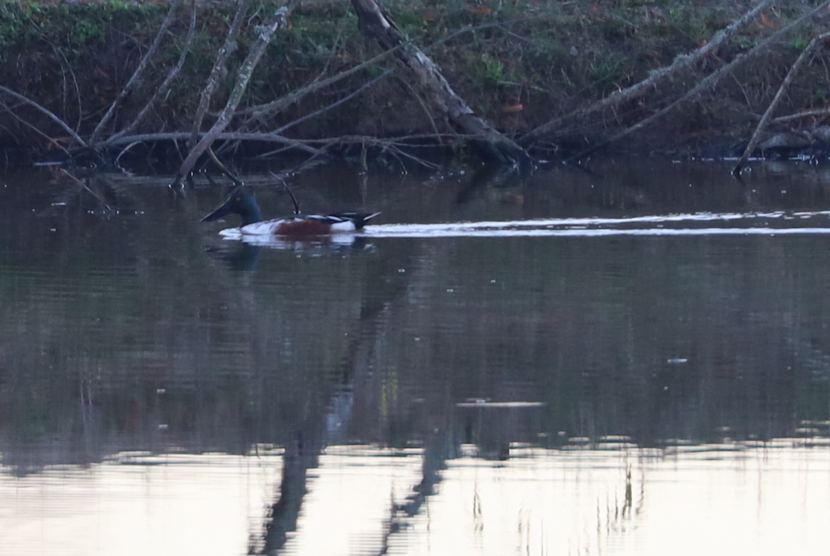 Широконоска - ML647866881