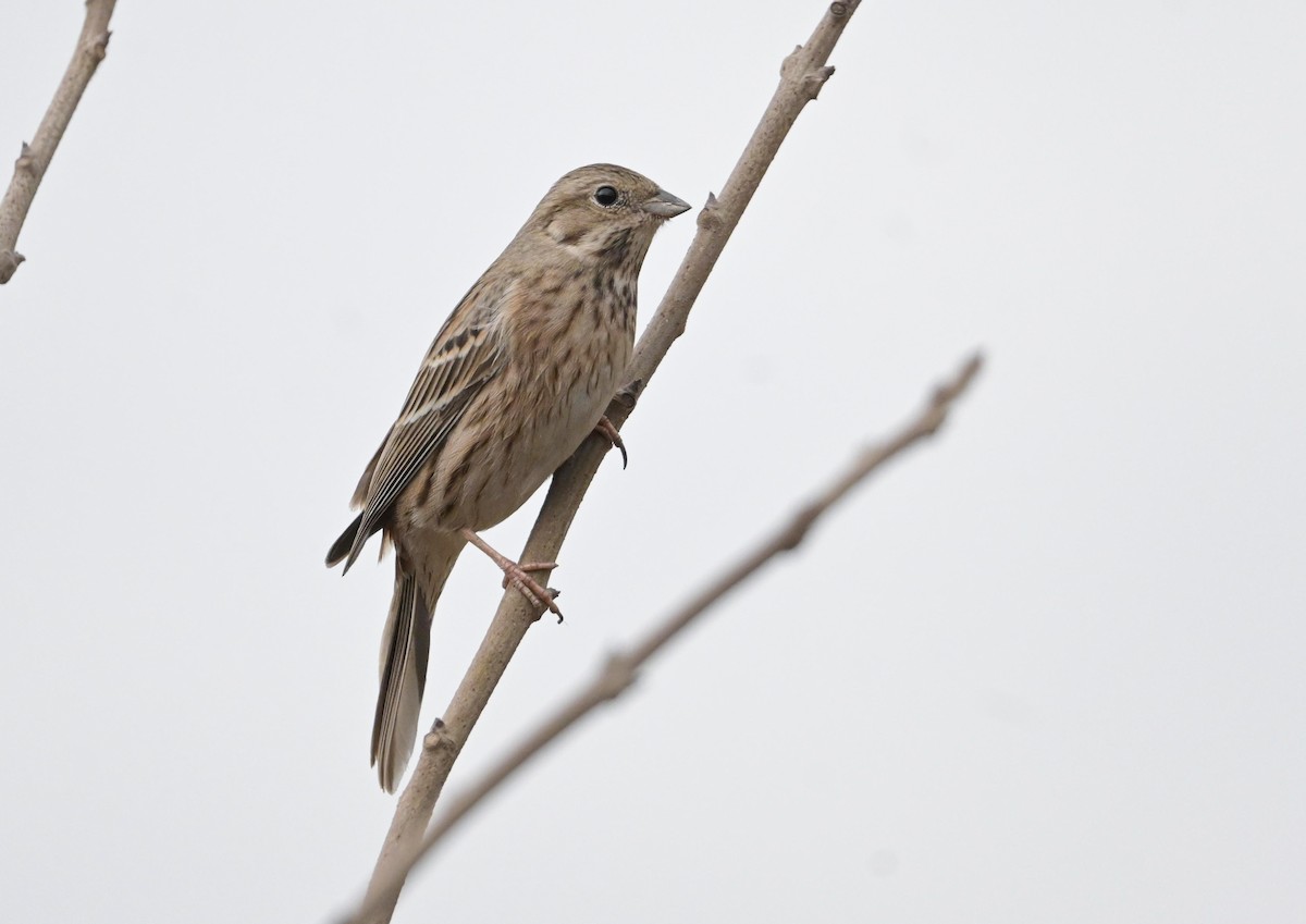 Белошапочная овсянка - ML647866882