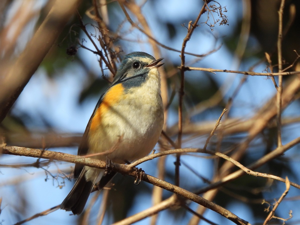 Синехвостка - ML647866891