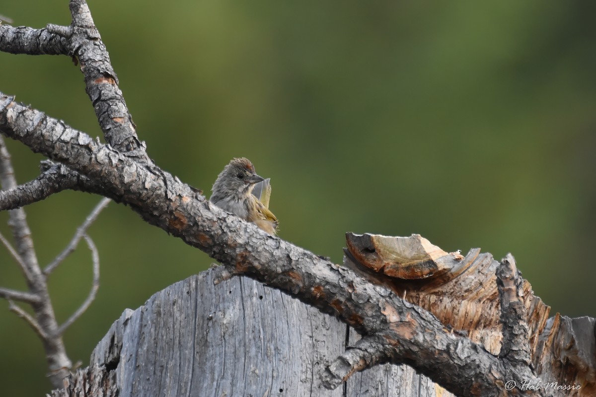 Зелёнохвостый тохи - ML647866892