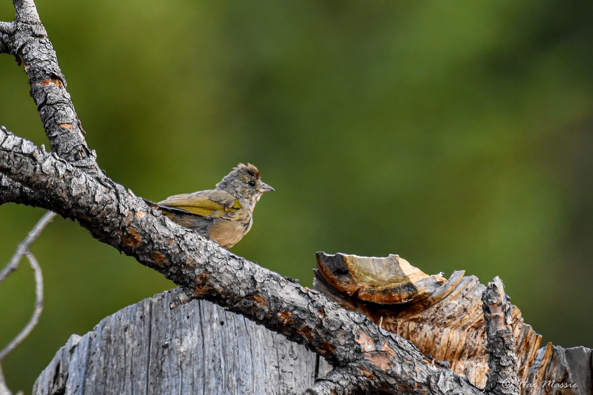 Зелёнохвостый тохи - ML647866893