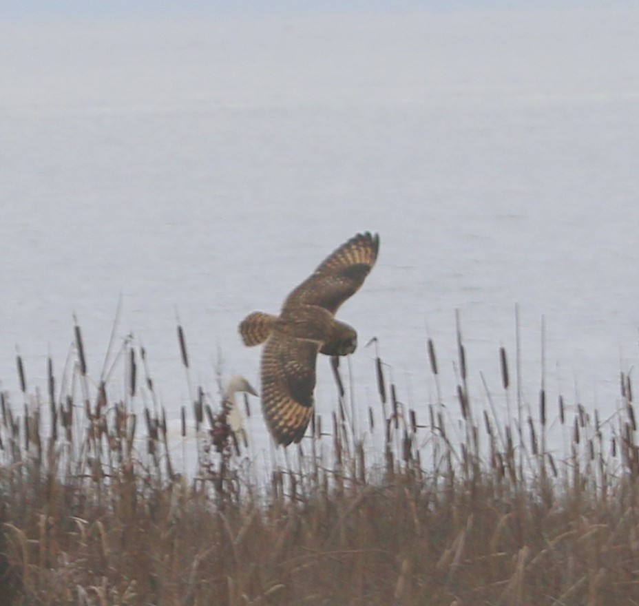 Болотная сова - ML647866895