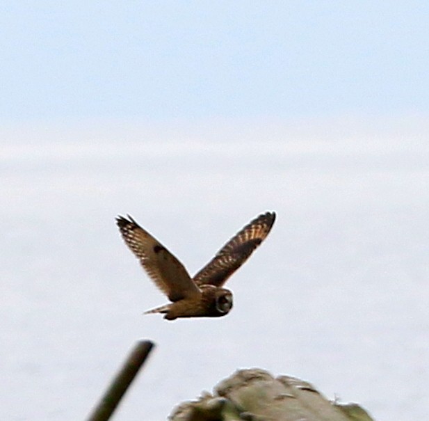 Болотная сова - ML647866896