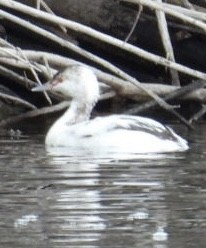 Красношейная поганка - ML647866897