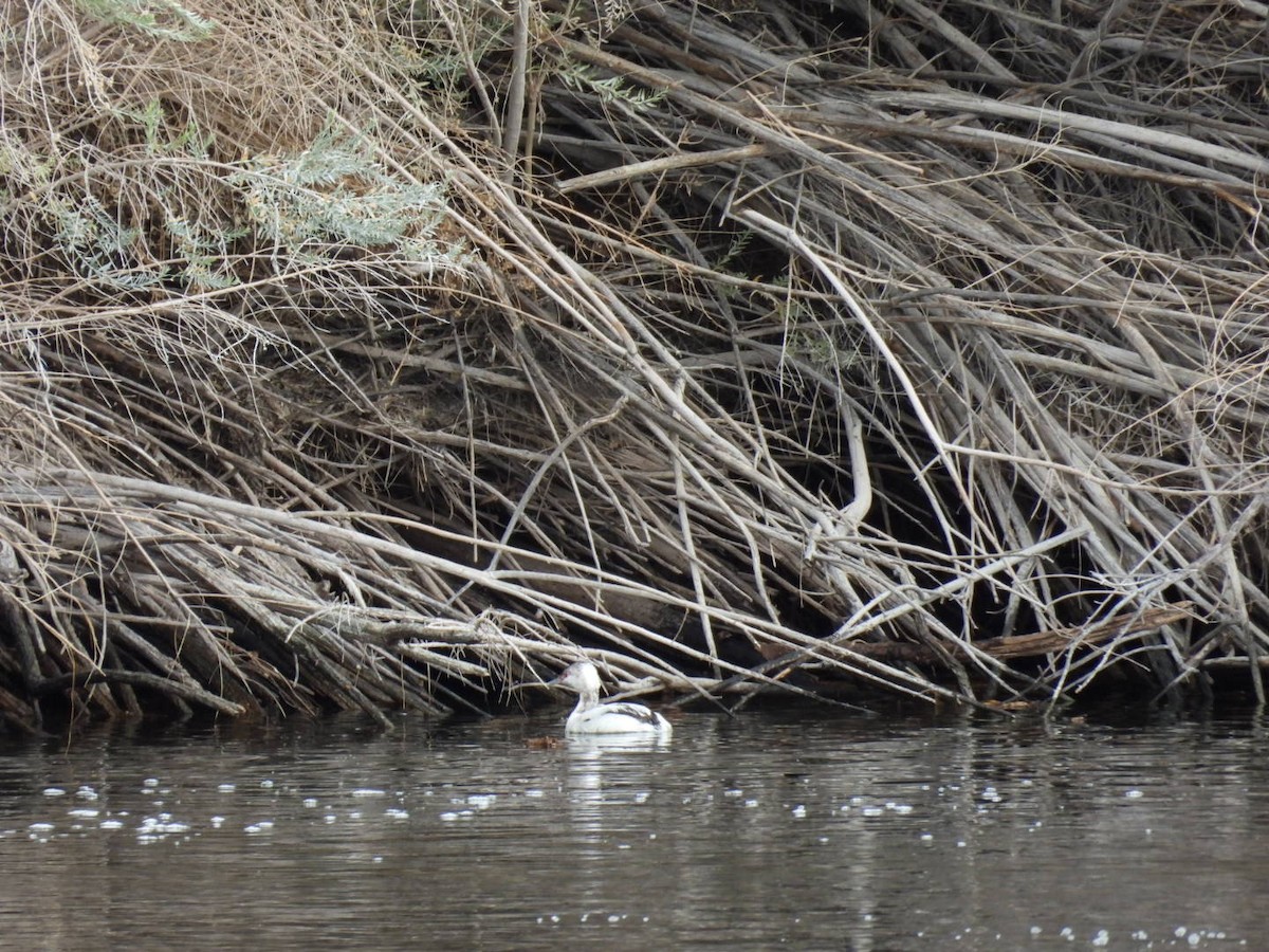 Красношейная поганка - ML647866898