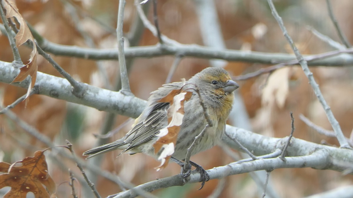 Мексиканская чечевица - ML647866899