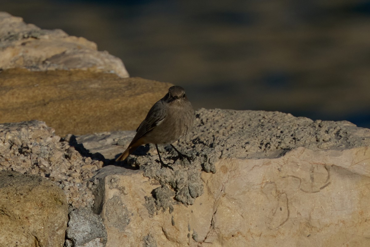 Черная горихвостка - ML647866900