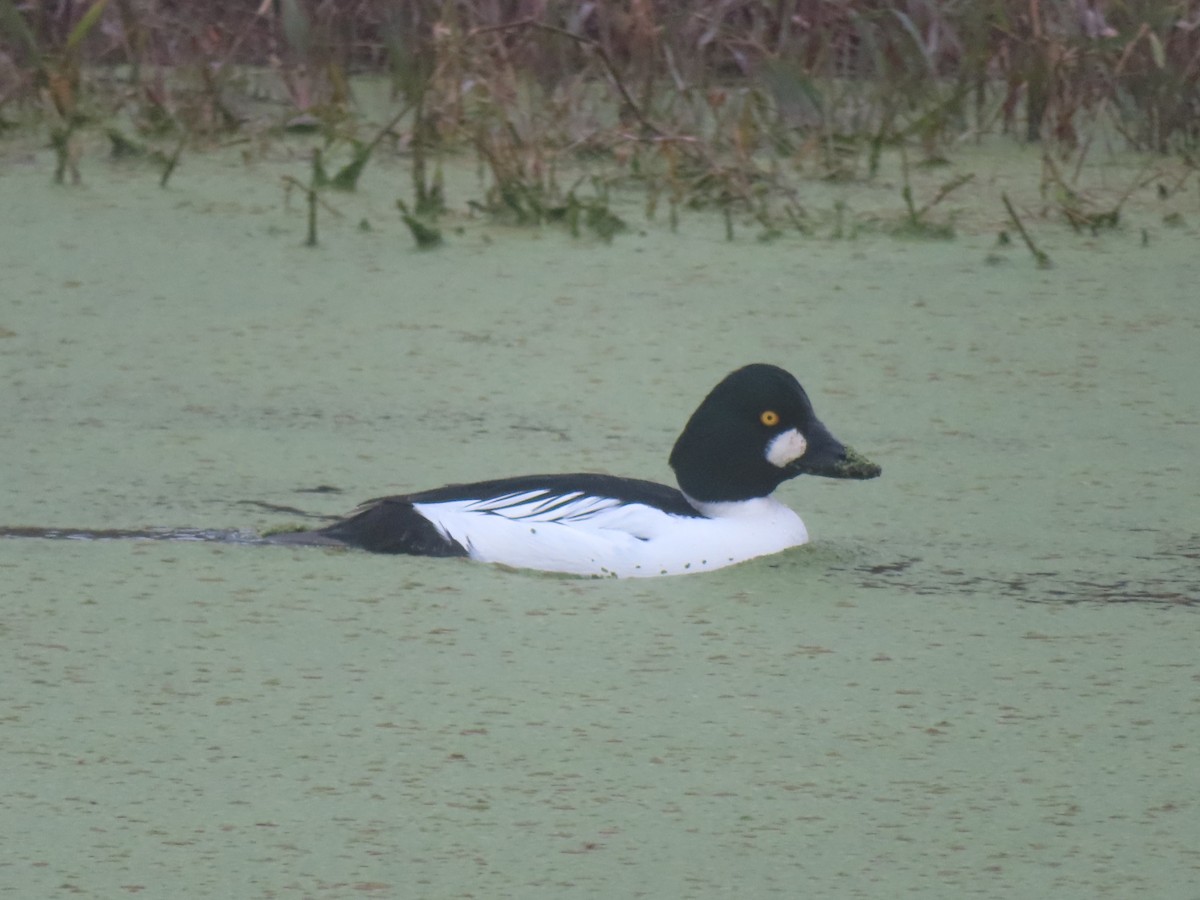 Гоголь - ML647866901