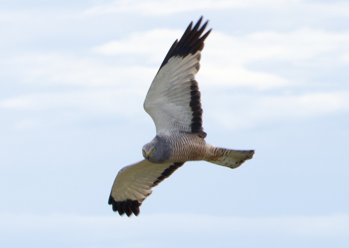 Серый лунь - ML647866903