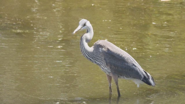 Большая голубая цапля - ML647866905