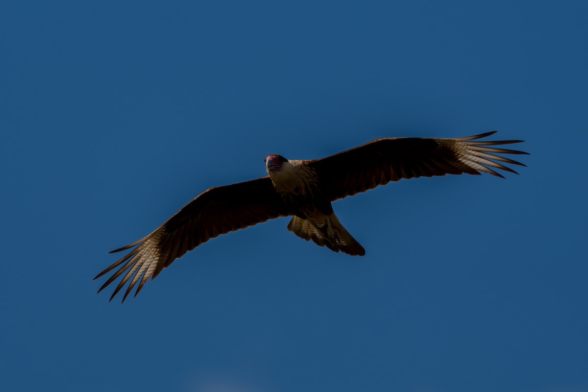 Равнинная каракара - ML647866907