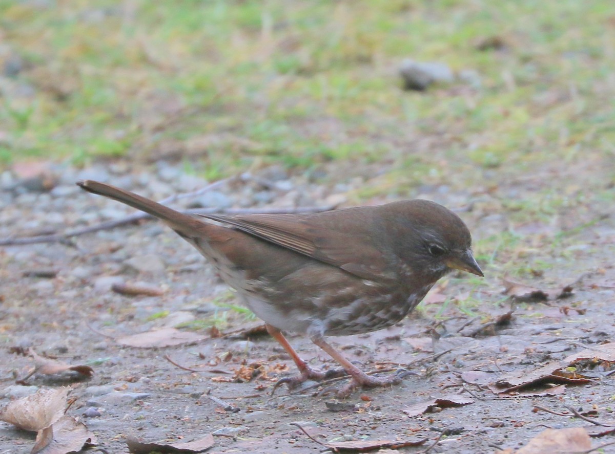 Пестрогрудая овсянка - ML647866908