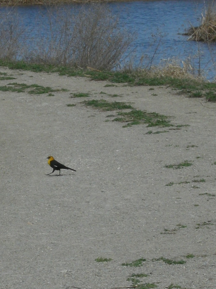 Желтоголовый трупиал - ML647866909