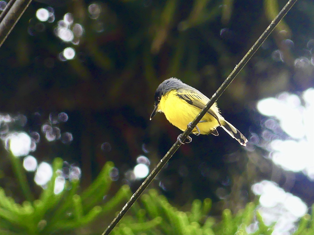 Желтобрюхий тоди-мухолов - ML647866910