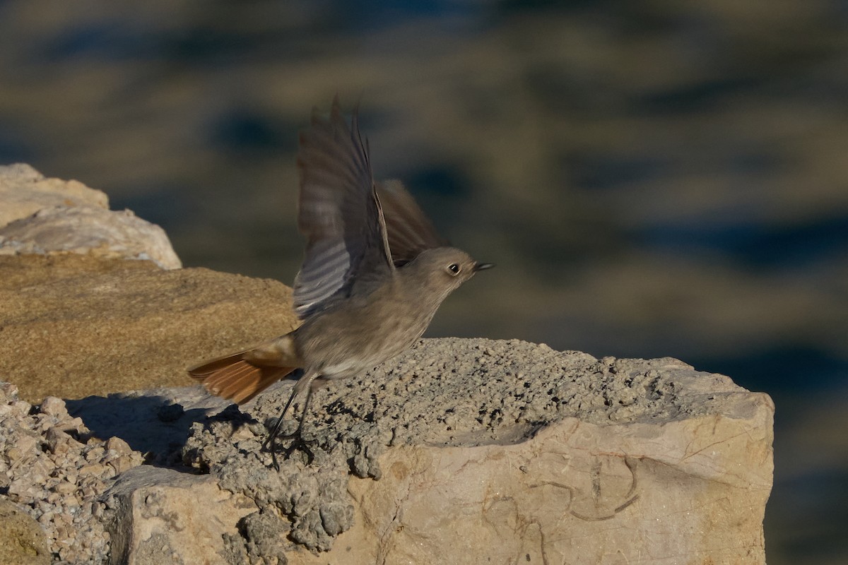 Озёрная чайка - ML647866911