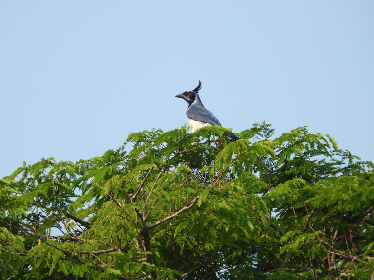 Черногорлая сорочья сойка - ML647866912