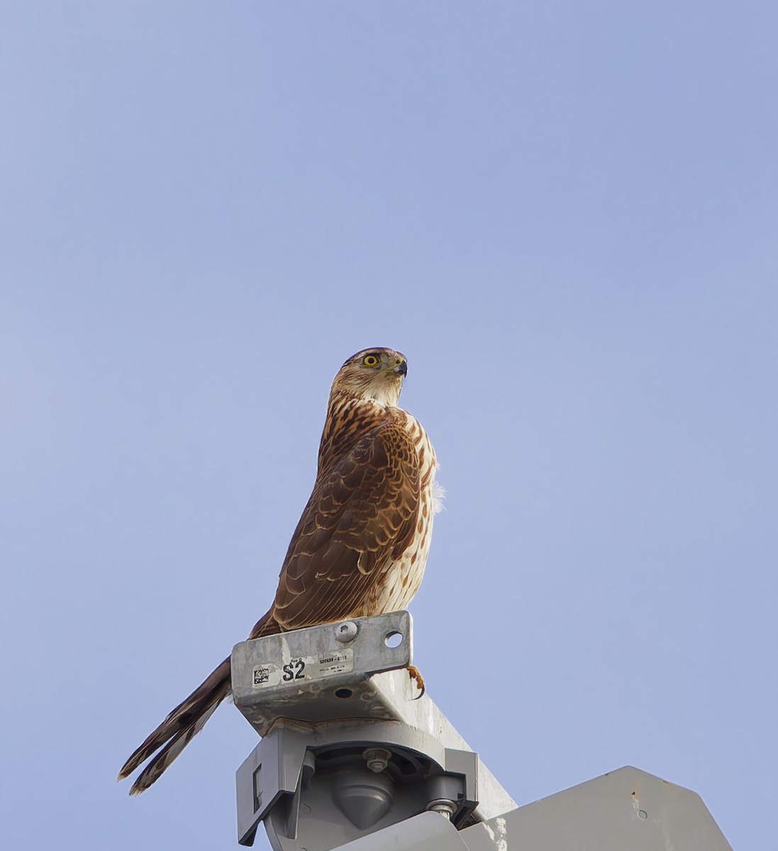 Куперов ястреб - ML647866914