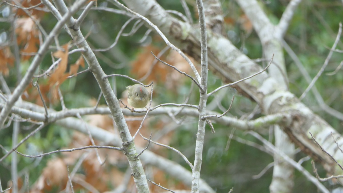 Золотомушка рубіновочуба - ML647866934