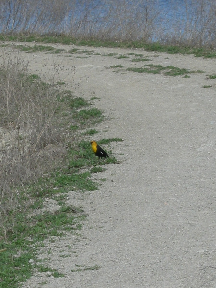 Yellow-headed Blackbird - ML647866940