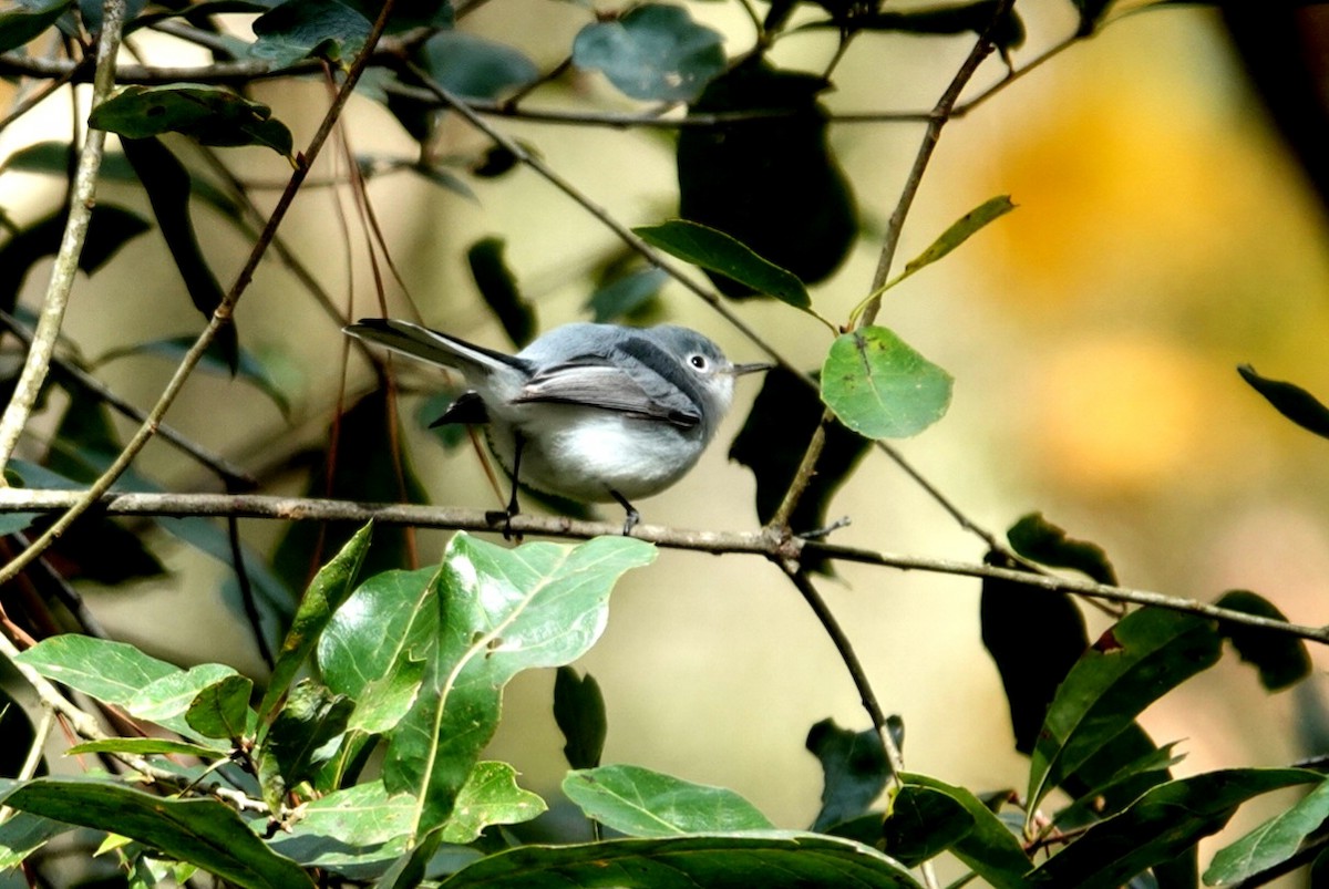 ブユムシクイ - ML647866948