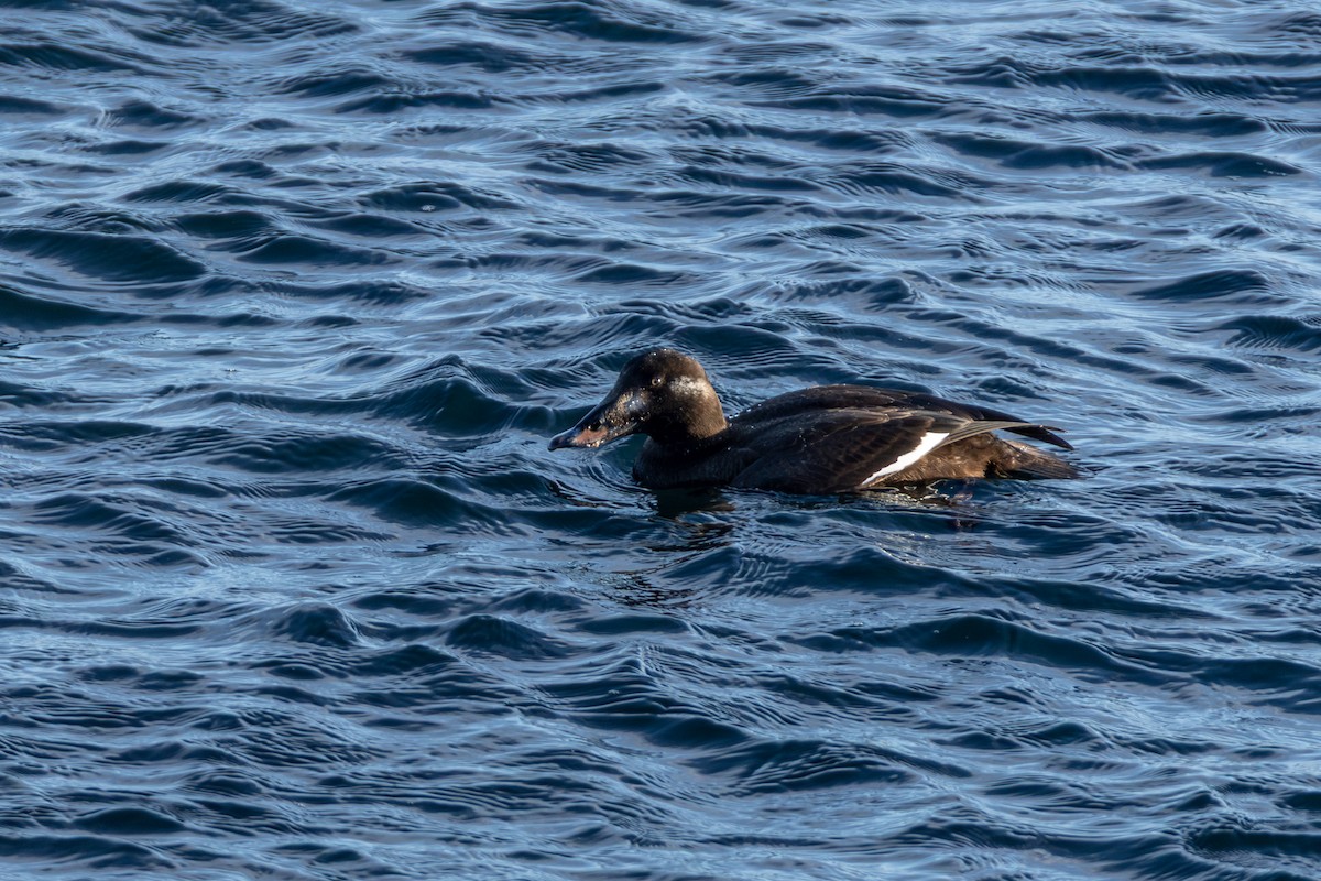 White-winged Scoter - ML647866959