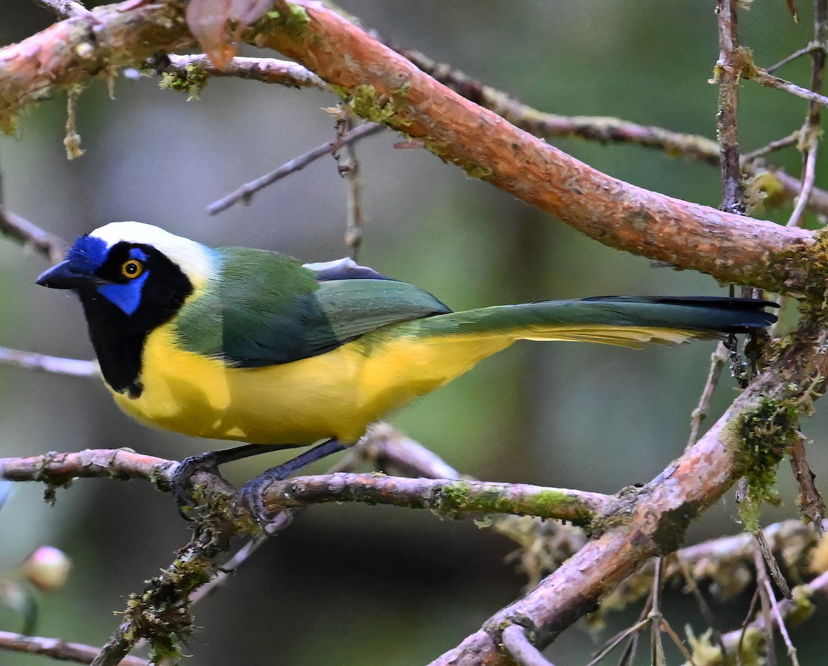 Geai vert - ML647866960