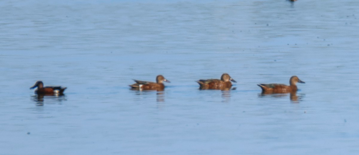 Australasian Shoveler - ML647866973