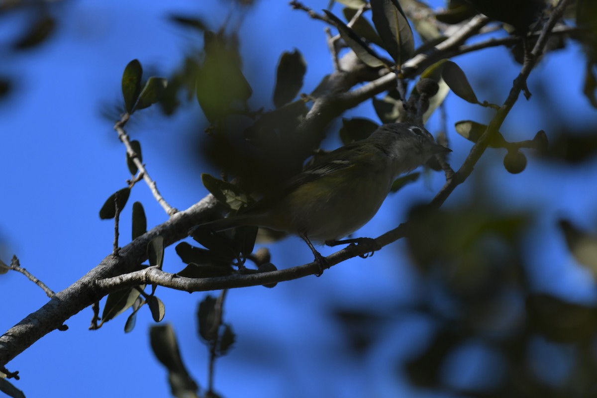 eremittvireo - ML647866979