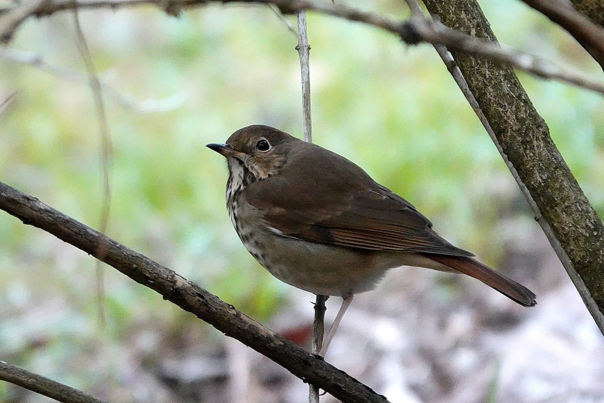 Einsiedler-Musendrossel - ML647867005