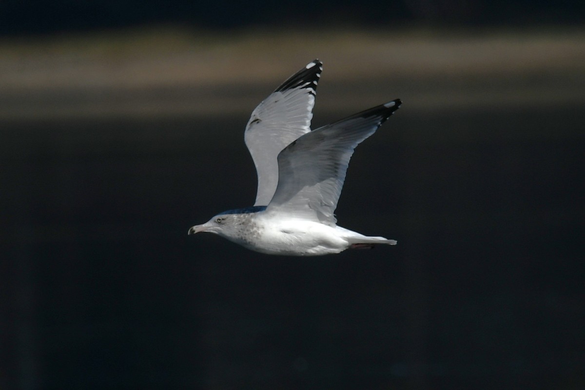 American Herring Gull - ML647867013