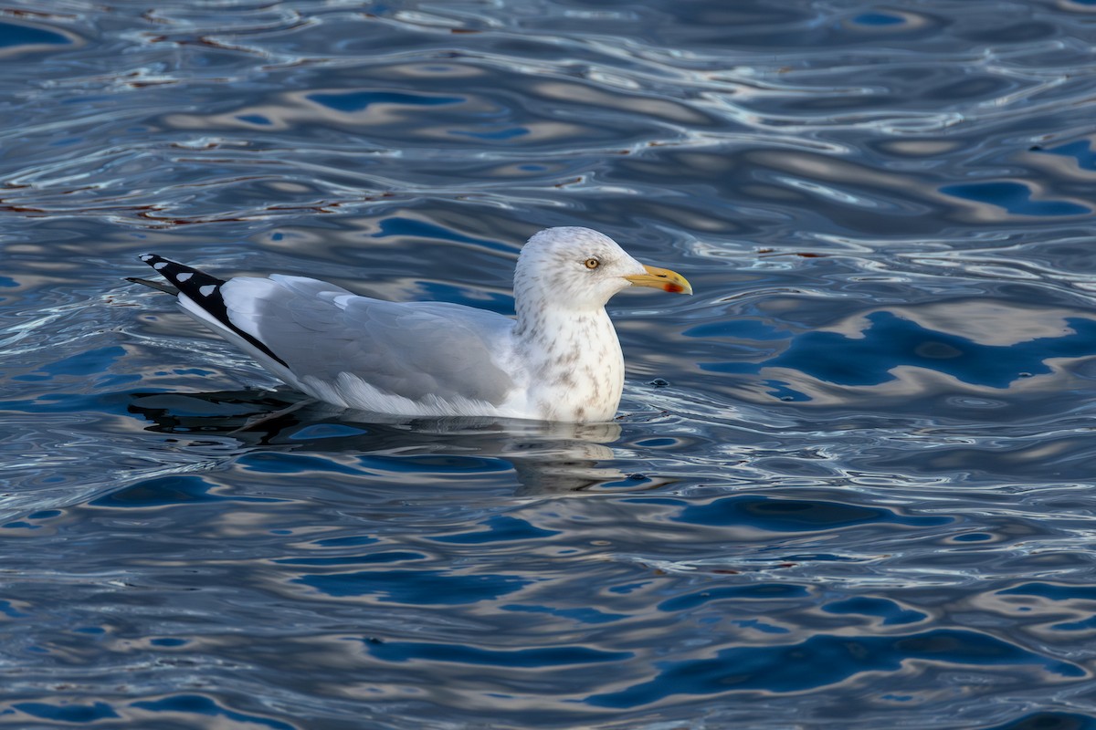American Herring Gull - ML647867033