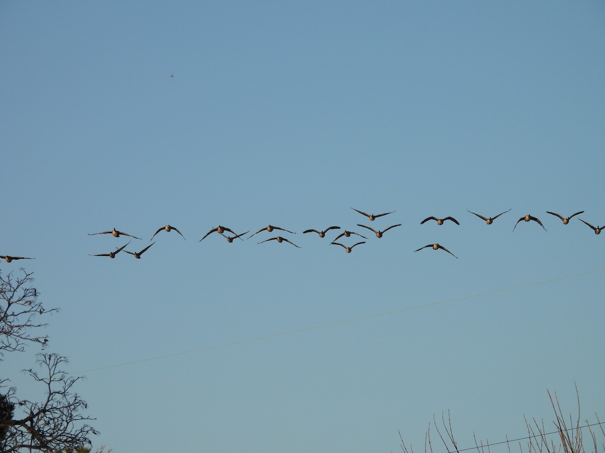 Barnacla Canadiense Grande - ML647867038