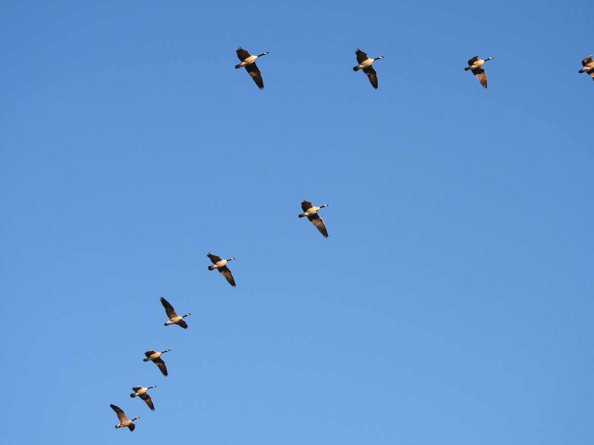 Barnacla Canadiense Grande - ML647867039