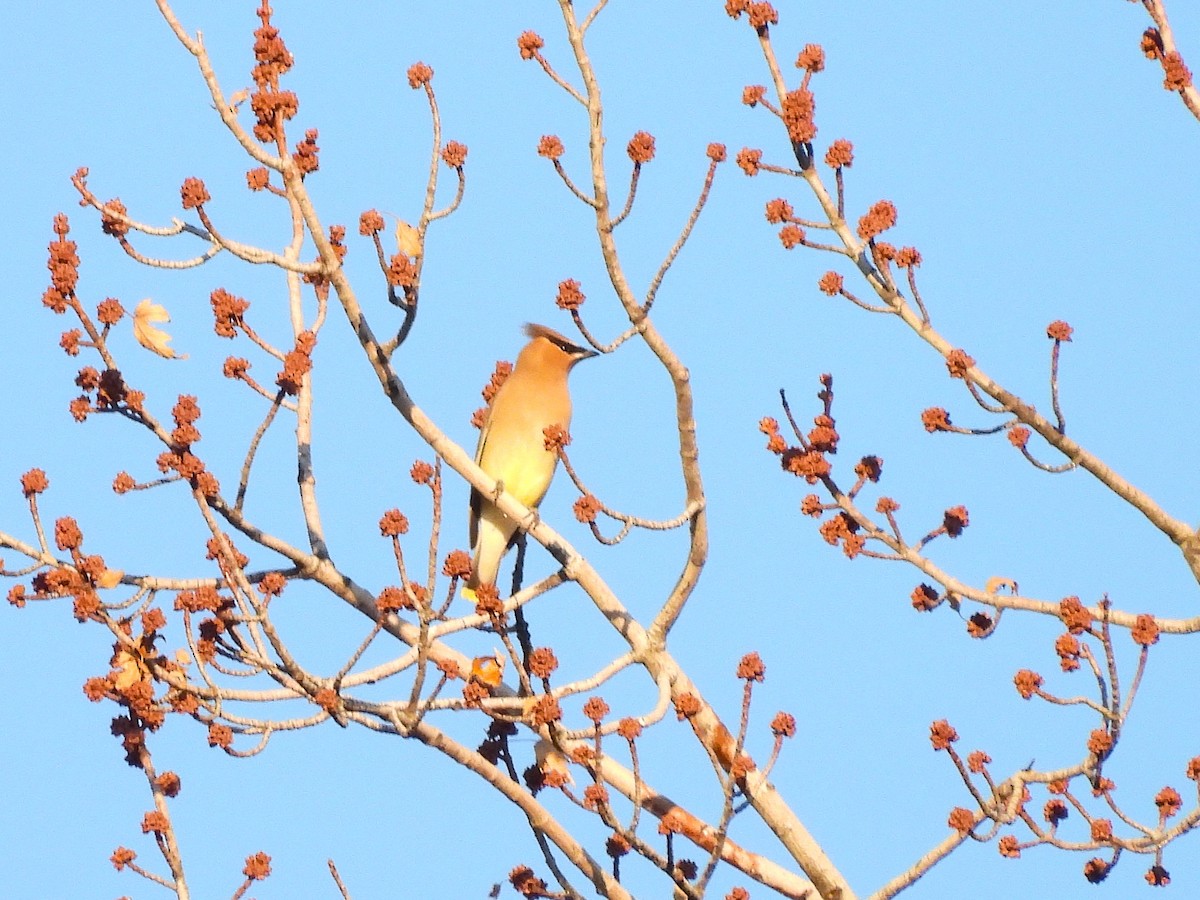 Cedar Waxwing - ML647867045