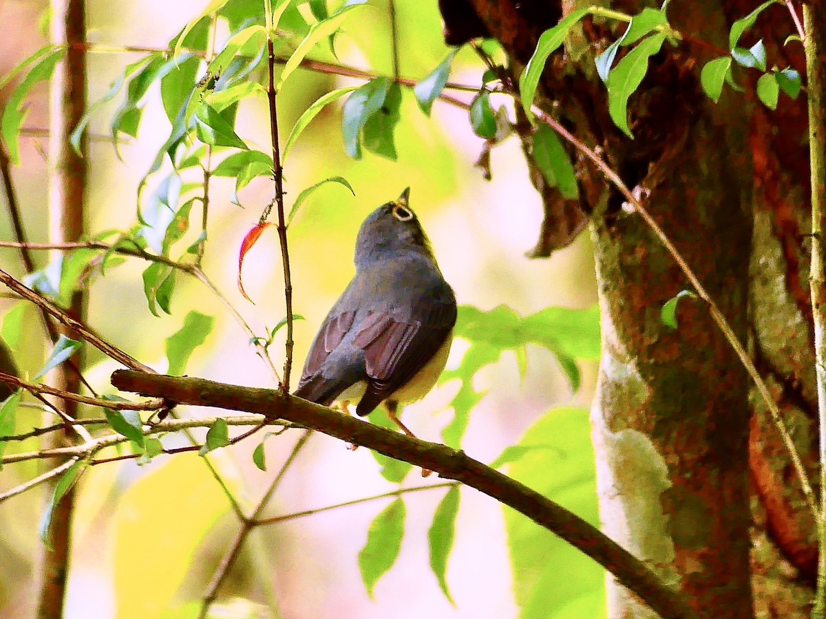 Канадская вильсония - ML647867047