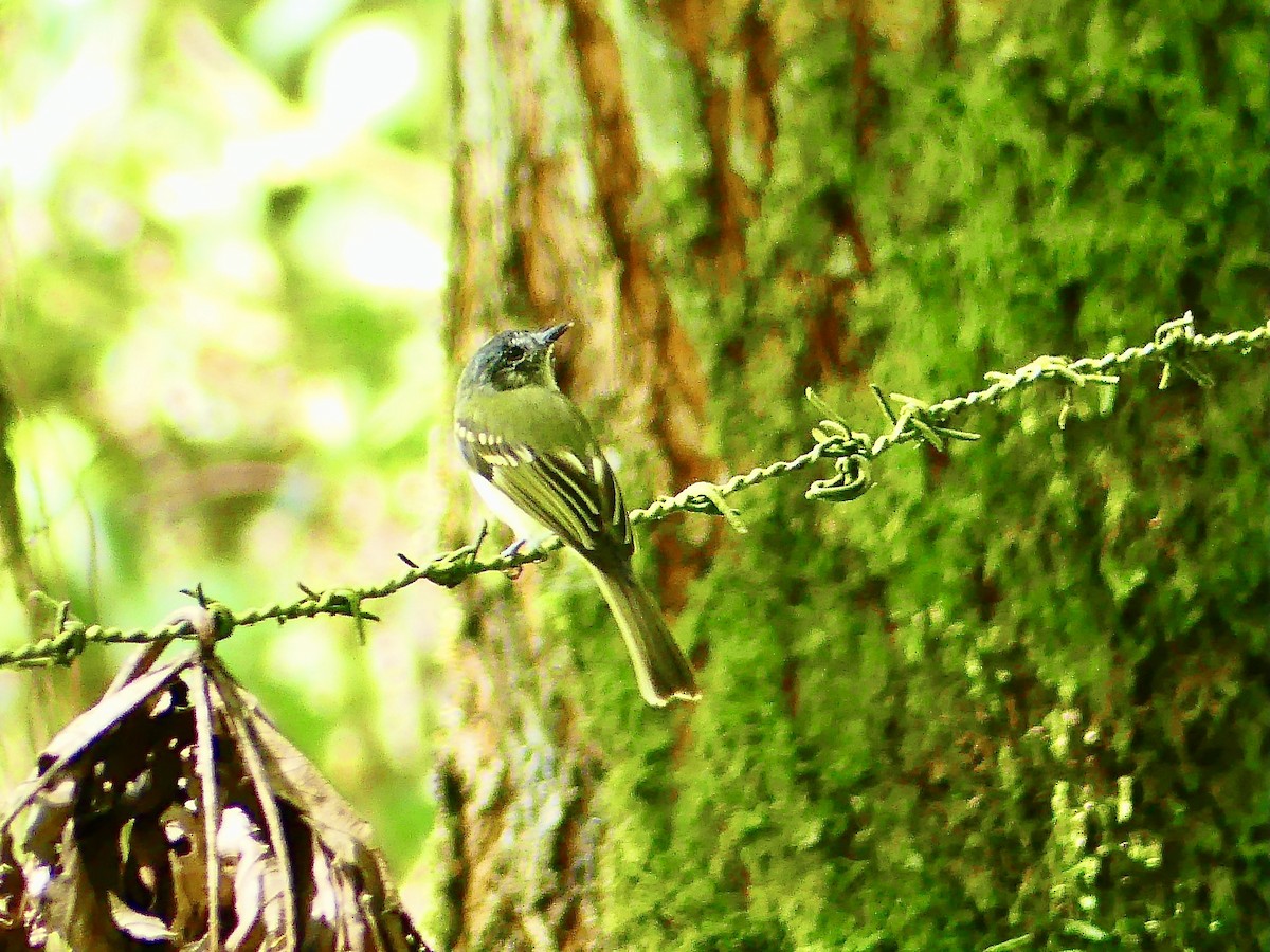 Slaty-capped Flycatcher - ML647867060