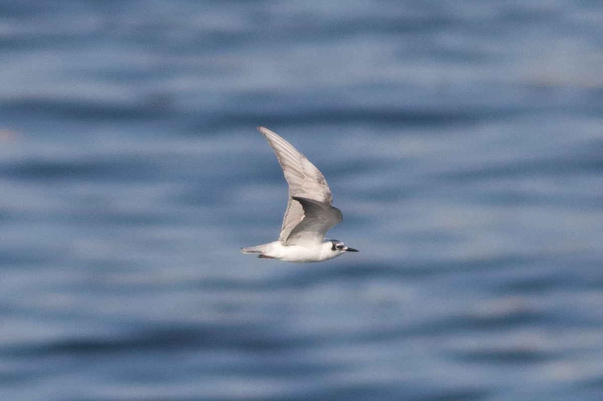 מירומית לבנת-כנף - ML647867061