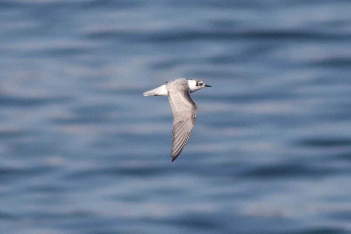 מירומית לבנת-כנף - ML647867062