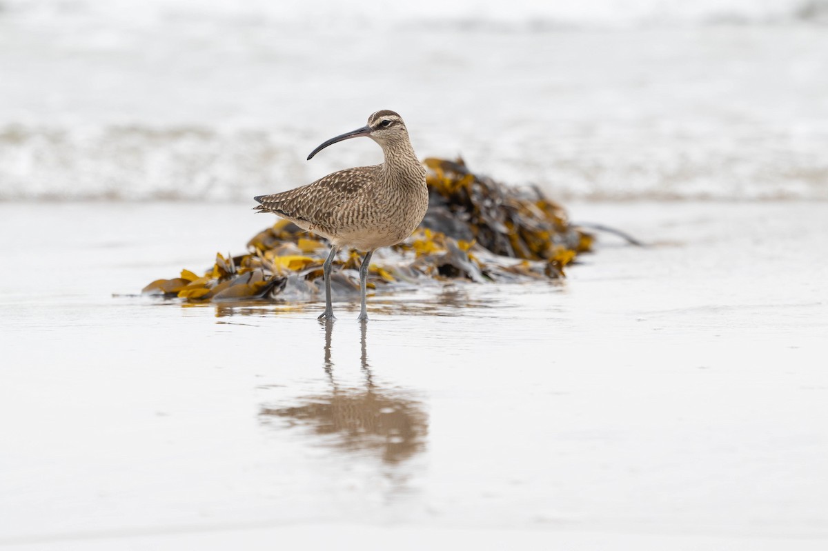 חרמשון אמריקאי - ML647867064