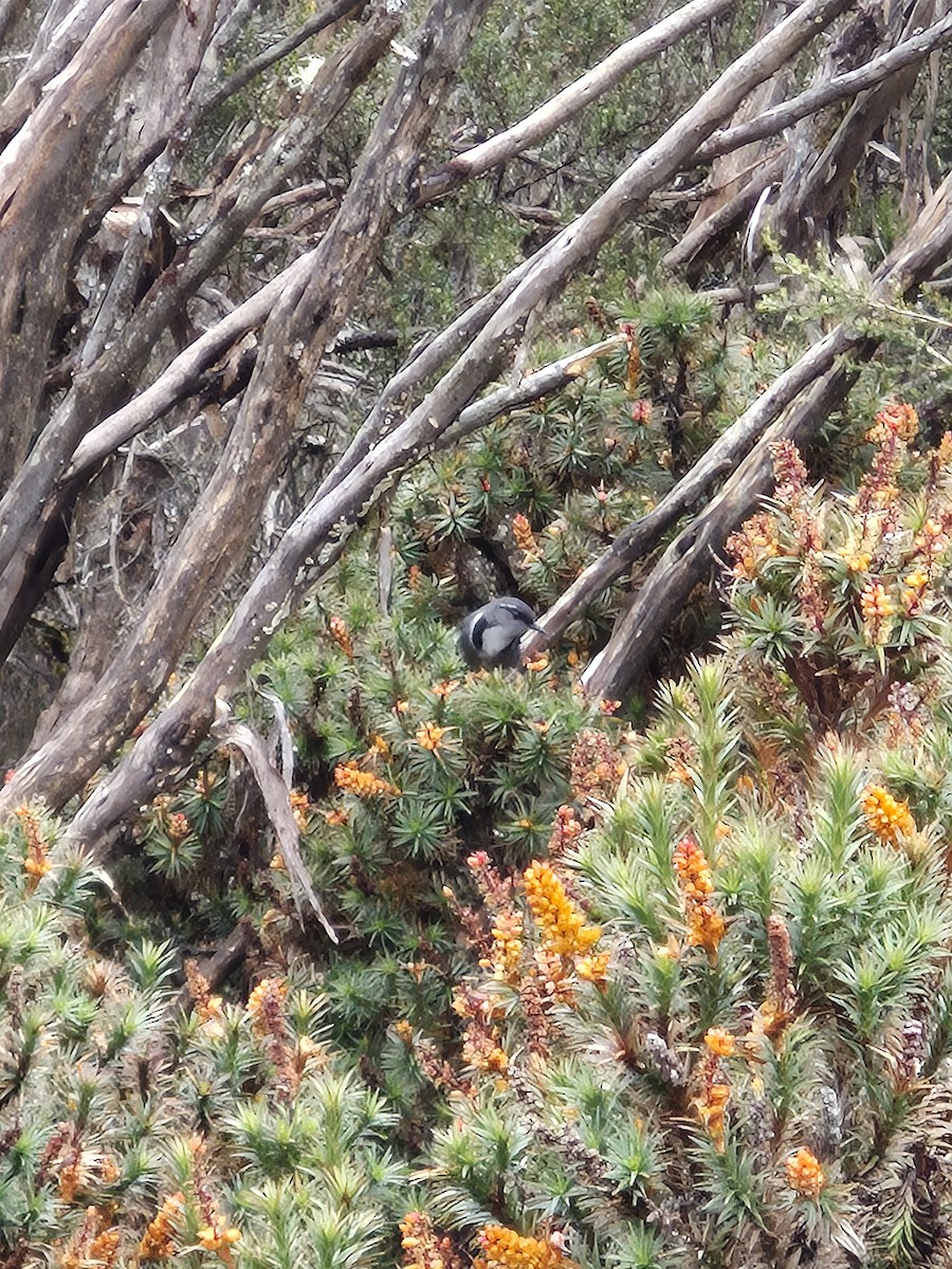 Crescent Honeyeater - ML647867065