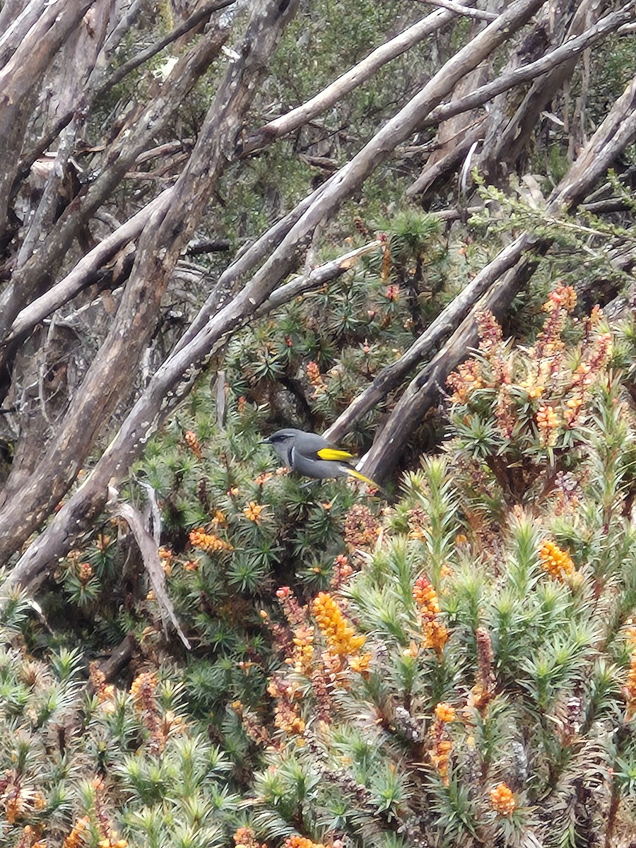 Crescent Honeyeater - ML647867066