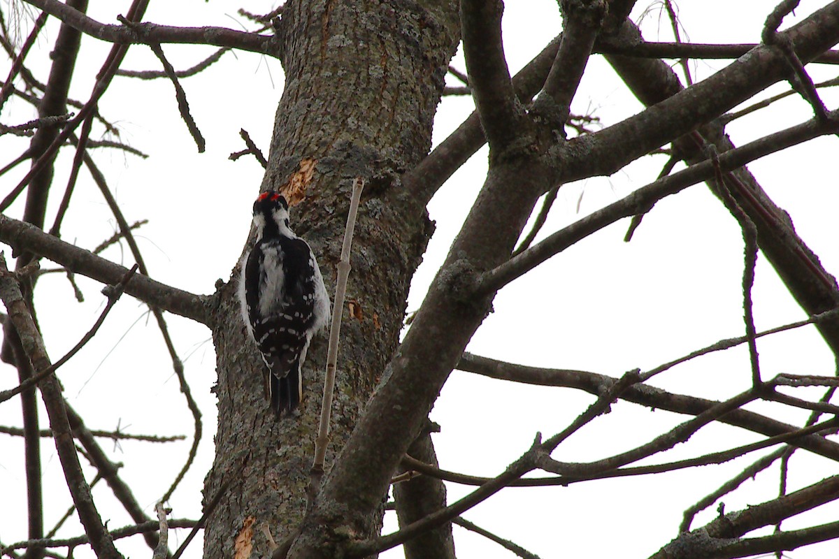 Hairy Woodpecker (Eastern) - ML647867067