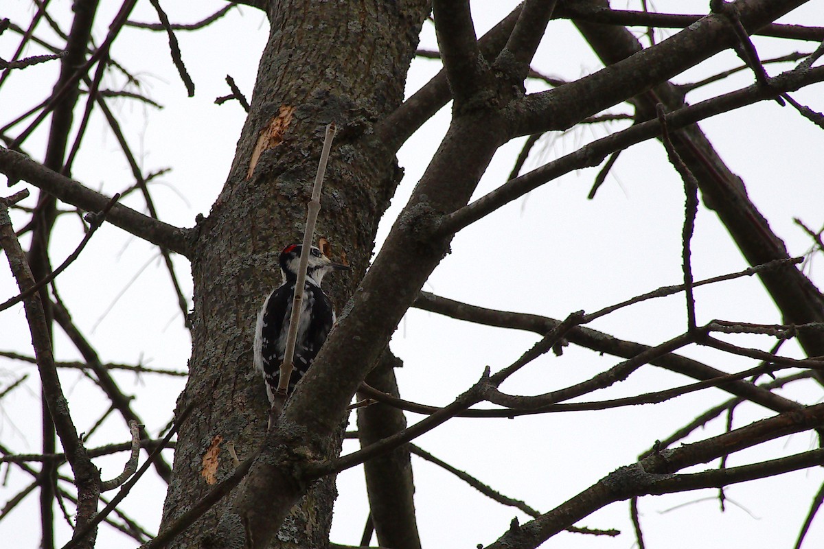 Hairy Woodpecker (Eastern) - ML647867068