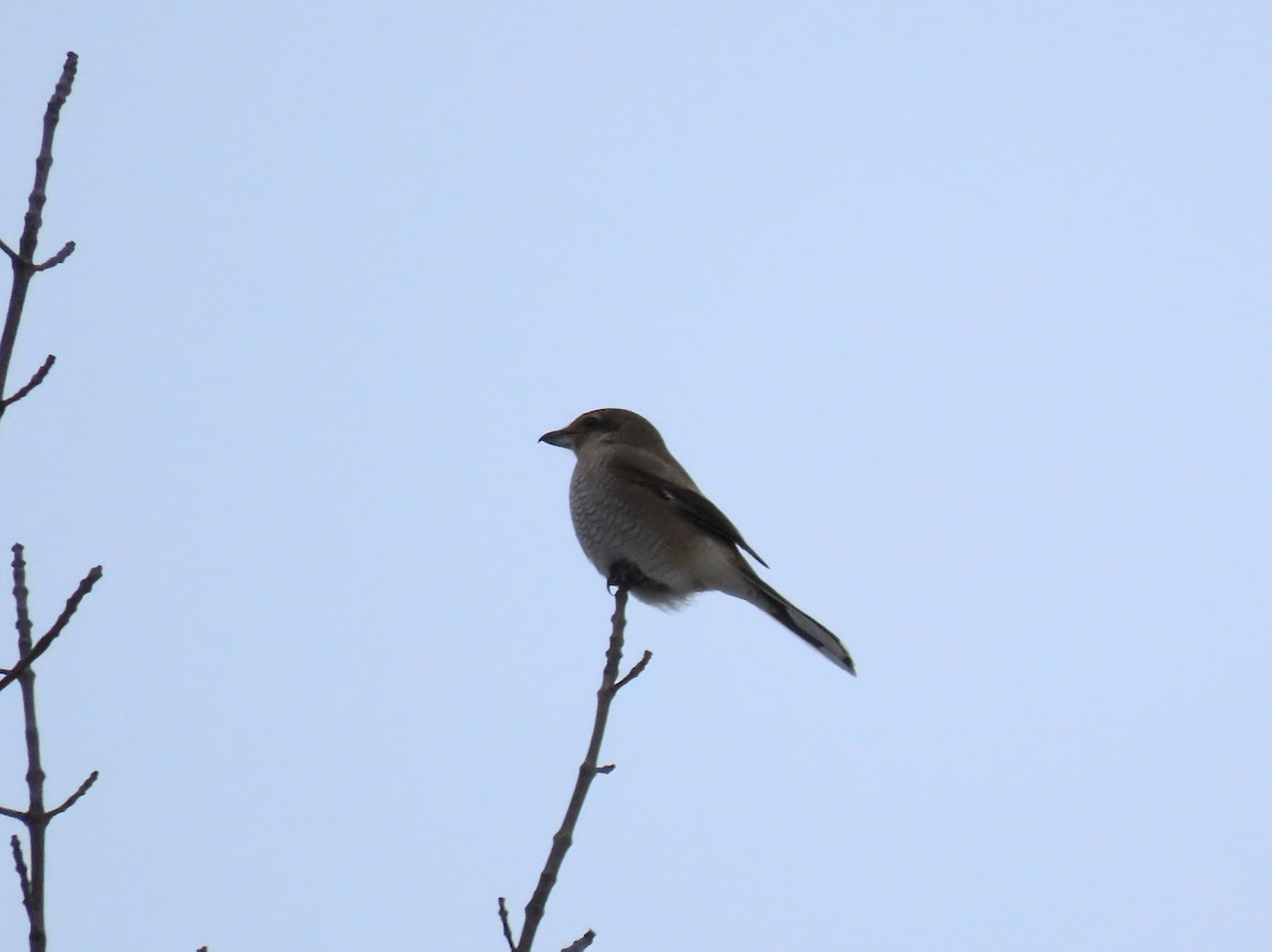 חנקן צפוני - ML647867069