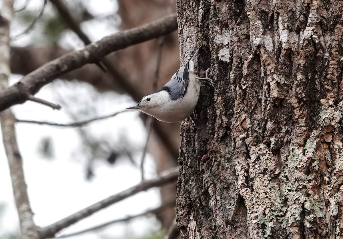 White-breasted Nuthatch - ML647867070