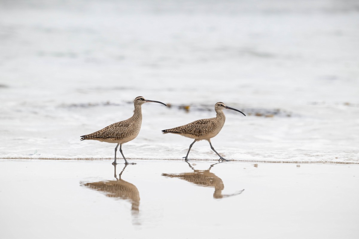 חרמשון אמריקאי - ML647867072