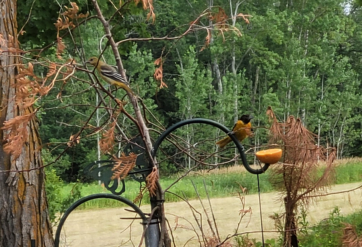 פזאי צפוני - ML647867074