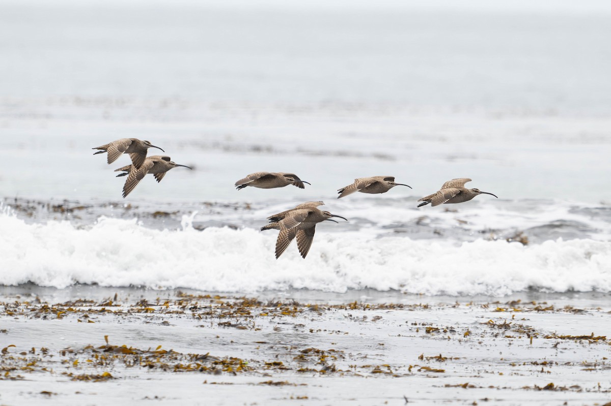 חרמשון אמריקאי - ML647867075